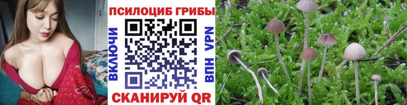 Галлюциногенные грибы Psilocybe  Бакал 